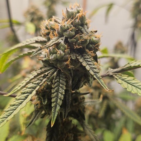 Granny Candy 🍬 growlog timeline photo
