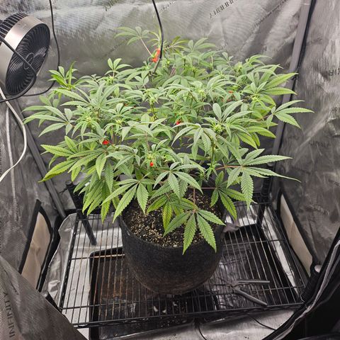 Grand Candy 2 🍬 growlog timeline photo