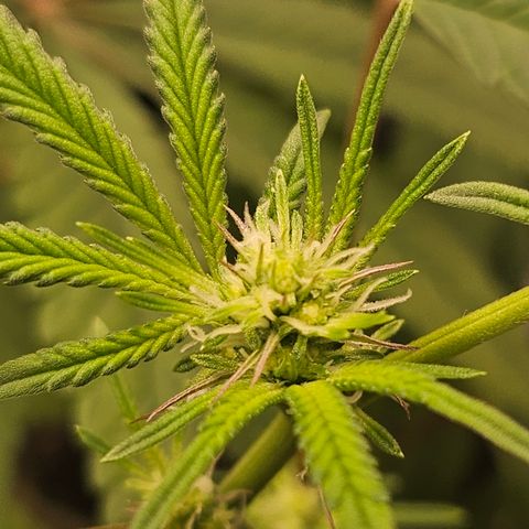 Grand Candy 2 🍬 growlog timeline photo