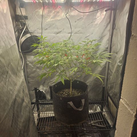 Grand Candy 2 🍬 growlog timeline photo