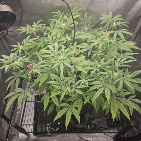 Grand Candy 2 🍬 growlog timeline photo