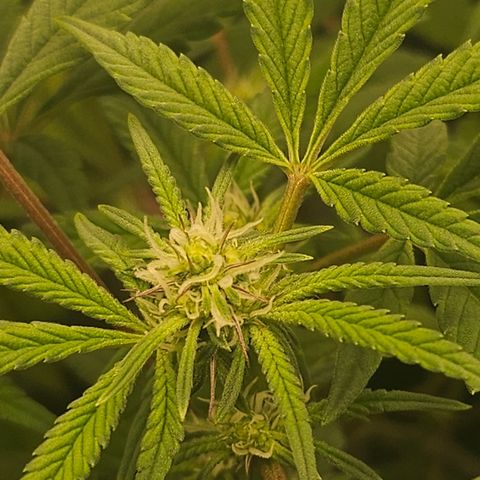 Grand Candy 2 🍬 growlog timeline photo