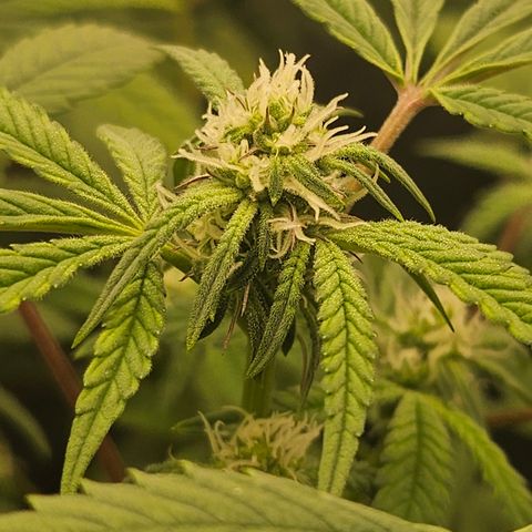 Grand Candy 2 🍬 growlog timeline photo