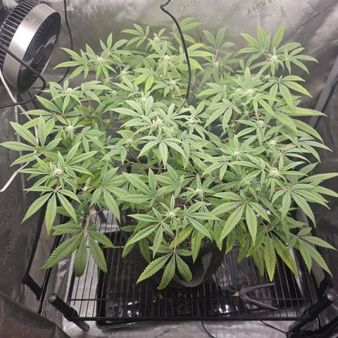 Grand Candy 2 🍬 growlog timeline photo