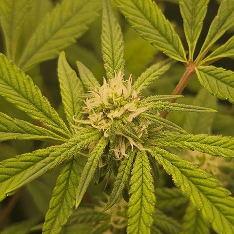 Grand Candy 2 🍬 growlog timeline photo