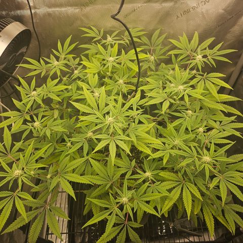 Grand Candy 2 🍬 growlog timeline photo
