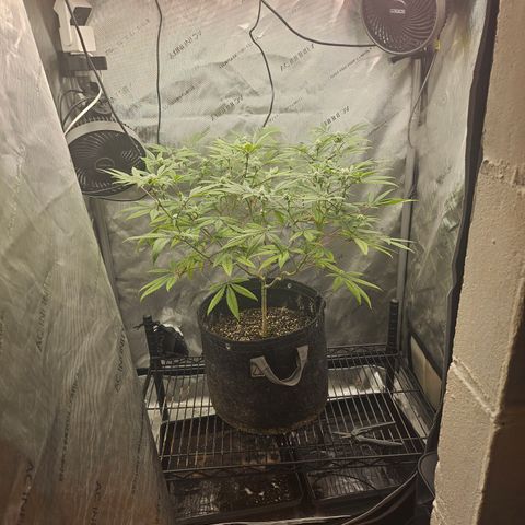 Grand Candy 2 🍬 growlog timeline photo