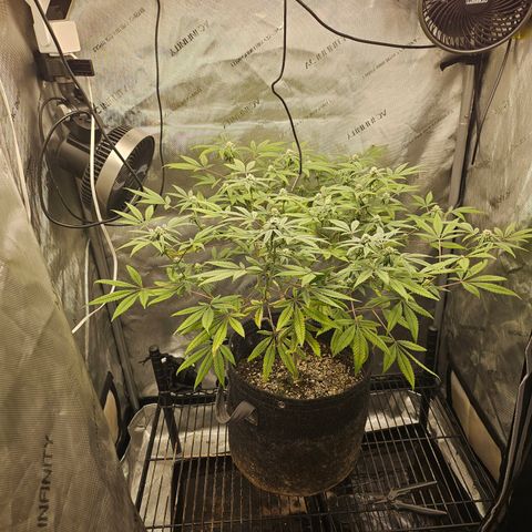 Grand Candy 2 🍬 growlog timeline photo