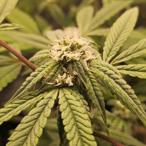 Grand Candy 2 🍬 growlog timeline photo
