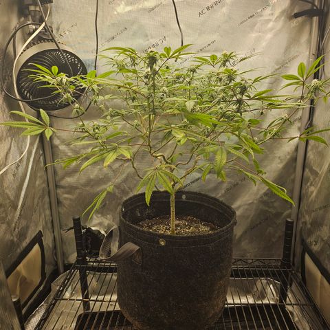 Grand Candy 2 🍬 growlog timeline photo