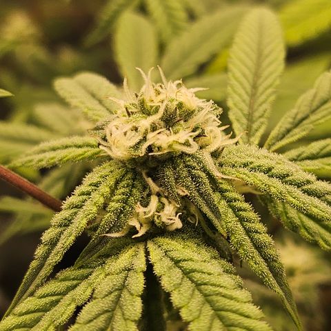 Grand Candy 2 🍬 growlog timeline photo