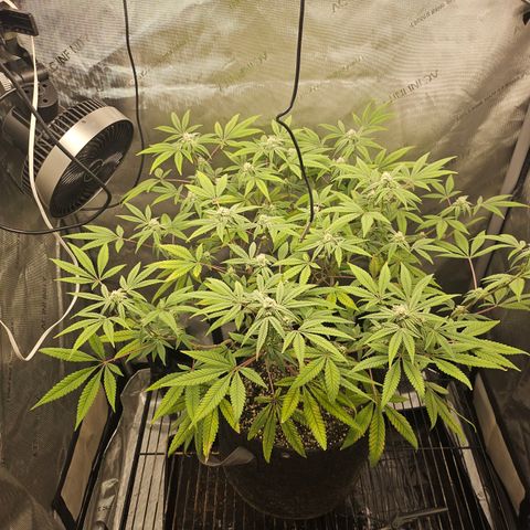 Grand Candy 2 🍬 growlog timeline photo