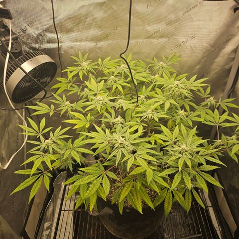 Grand Candy 2 🍬 growlog timeline photo