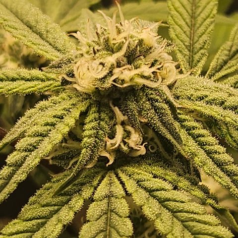 Grand Candy 2 🍬 growlog timeline photo