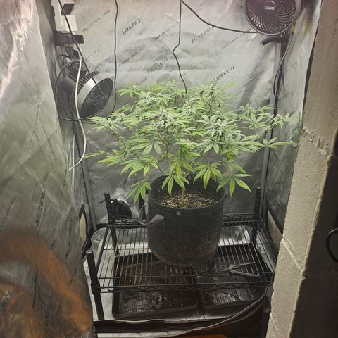 Grand Candy 2 🍬 growlog timeline photo