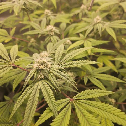 Grand Candy 2 🍬 growlog timeline photo