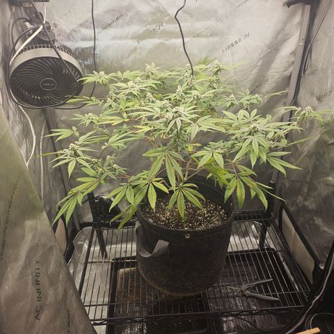 Grand Candy 2 🍬 growlog timeline photo