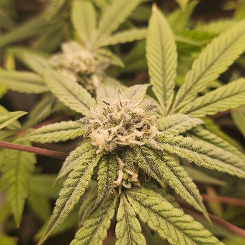 Grand Candy 2 🍬 growlog timeline photo