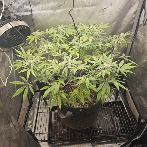 Grand Candy 2 🍬 growlog timeline photo