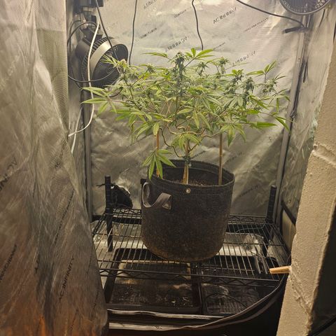 Grand Candy 2 🍬 growlog timeline photo
