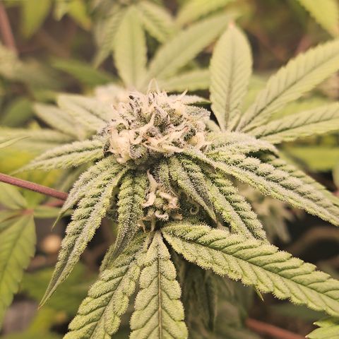 Grand Candy 2 🍬 growlog timeline photo