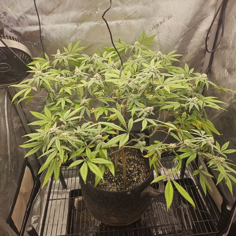 Grand Candy 2 🍬 growlog timeline photo