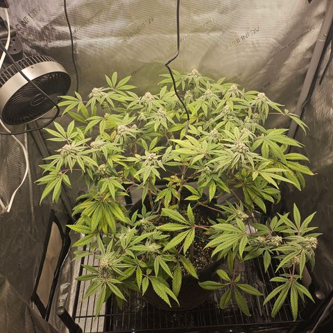 Grand Candy 2 🍬 growlog timeline photo