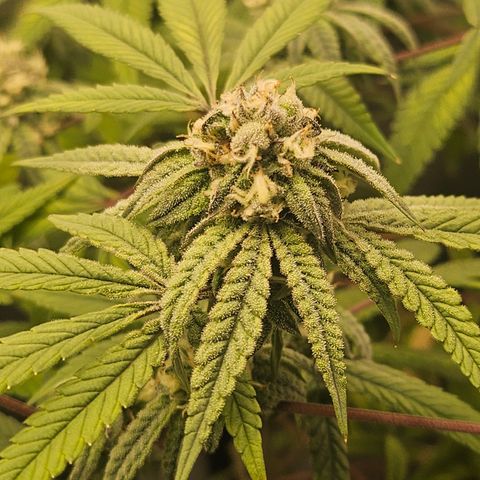 Grand Candy 2 🍬 growlog timeline photo
