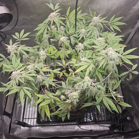 Grand Candy 2 🍬 growlog timeline photo
