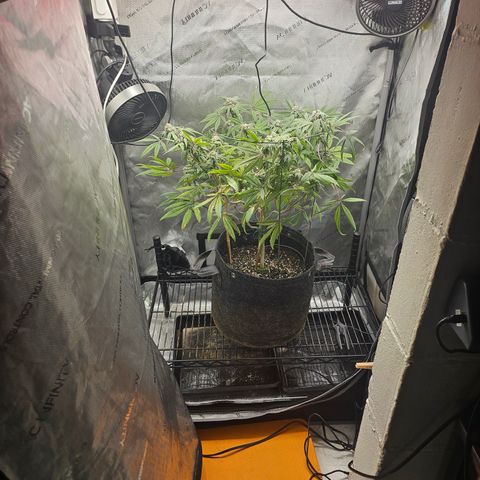 Grand Candy 2 🍬 growlog timeline photo