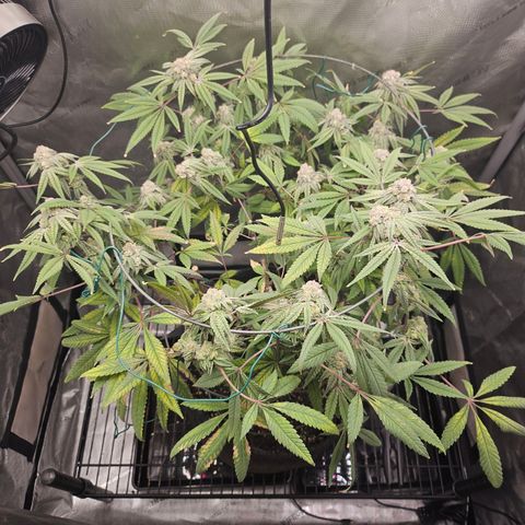 Grand Candy 2 🍬 growlog timeline photo