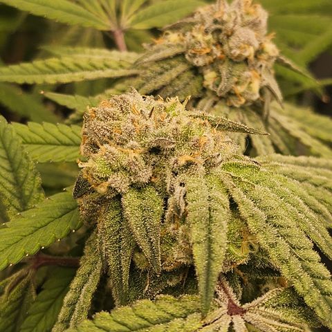 Grand Candy 2 🍬 growlog timeline photo