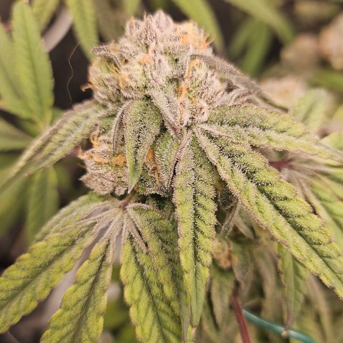 Grand Candy 2 🍬 growlog timeline photo