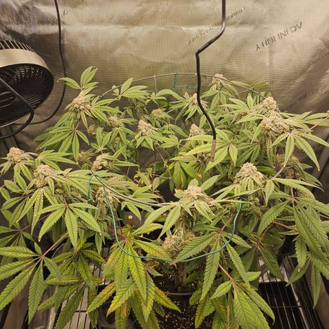 Grand Candy 2 🍬 growlog timeline photo