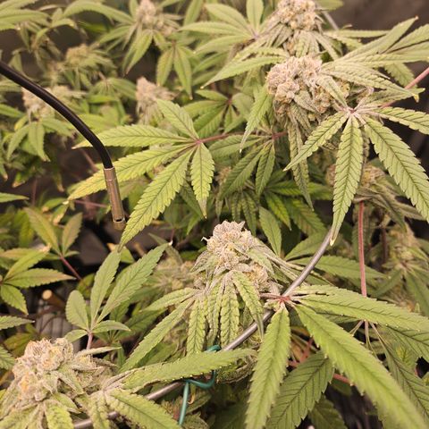 Grand Candy 2 🍬 growlog timeline photo