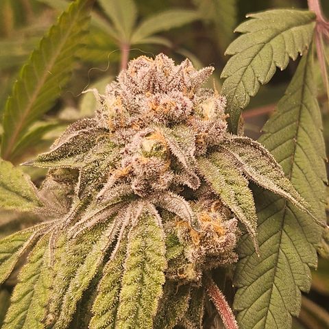 Grand Candy 2 🍬 growlog timeline photo
