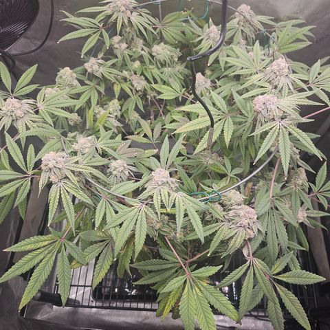 Grand Candy 2 🍬 growlog timeline photo