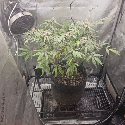 Grand Candy 2 🍬 growlog timeline photo