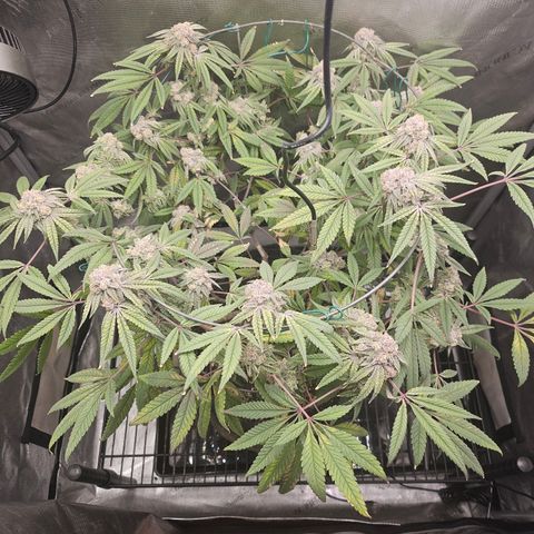 Grand Candy 2 🍬 growlog timeline photo