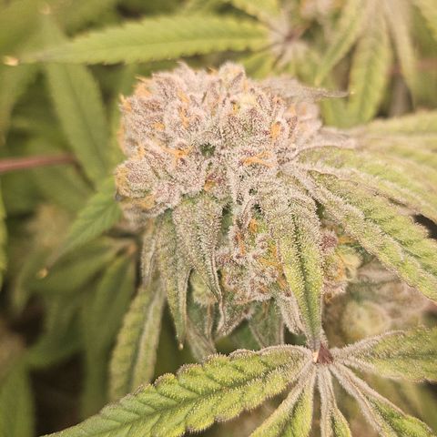 Grand Candy 2 🍬 growlog timeline photo