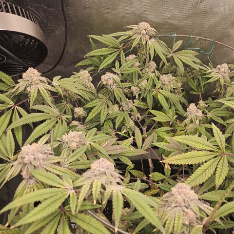 Grand Candy 2 🍬 growlog timeline photo