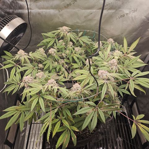 Grand Candy 2 🍬 growlog timeline photo
