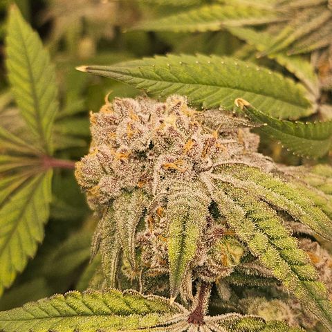 Grand Candy 2 🍬 growlog timeline photo