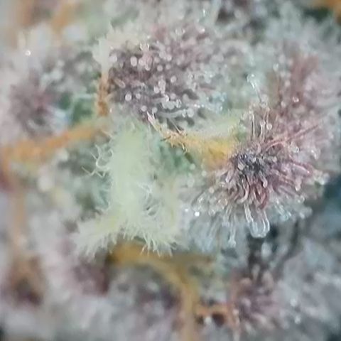 Grand Candy 2 🍬 growlog timeline photo