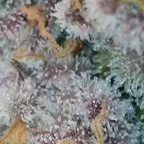Grand Candy 2 🍬 growlog timeline photo