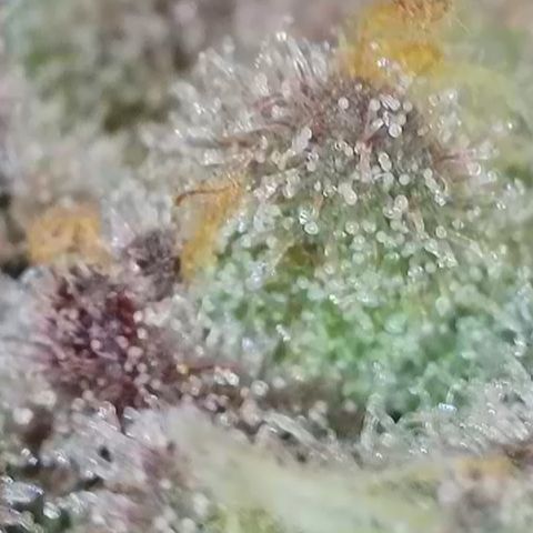 Grand Candy 2 🍬 growlog timeline photo