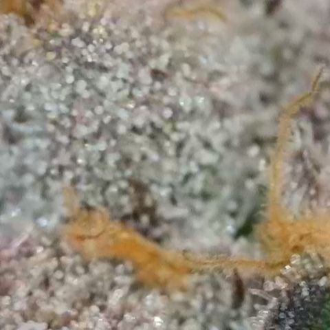 Grand Candy 2 🍬 growlog timeline photo