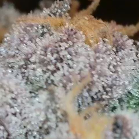 Grand Candy 2 🍬 growlog timeline photo
