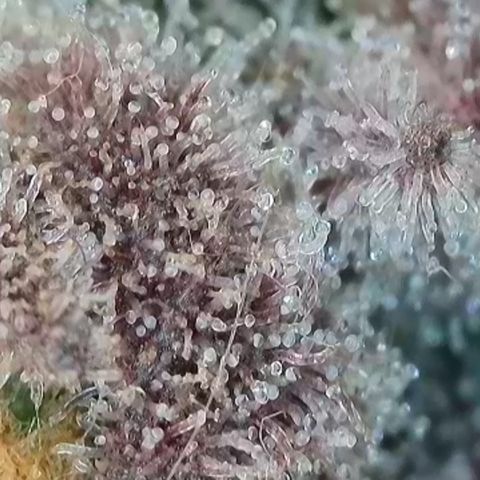 Grand Candy 2 🍬 growlog timeline photo
