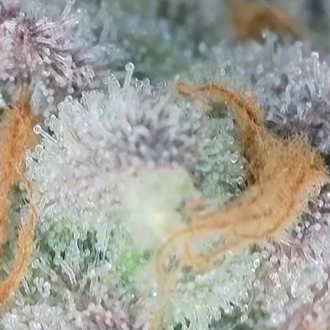 Grand Candy 2 🍬 growlog timeline photo